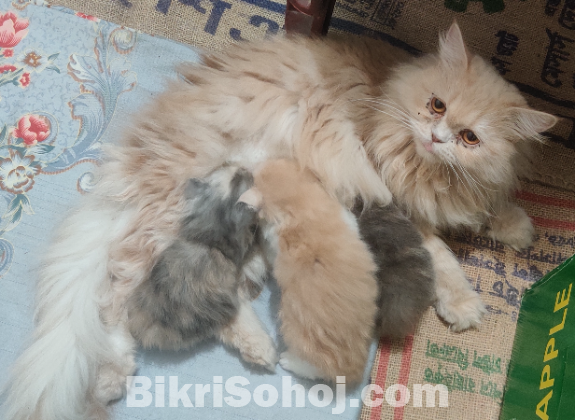 Persian Adult female (Spayed) and 3 Kitten